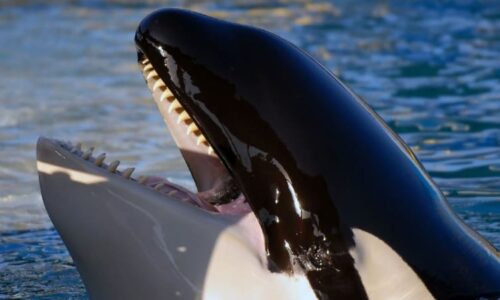 Žraloci bílí našli přemožitele: Mizí od pobřeží JAR, kosatky si pochutnávají na jejich játrech