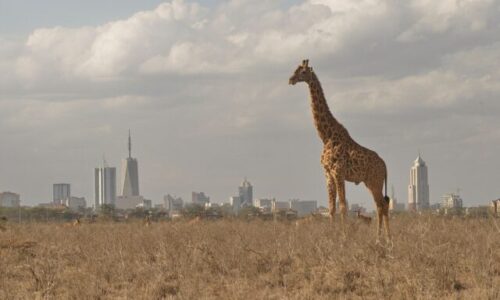 Afrika: Politické zhrnutie roku 2024