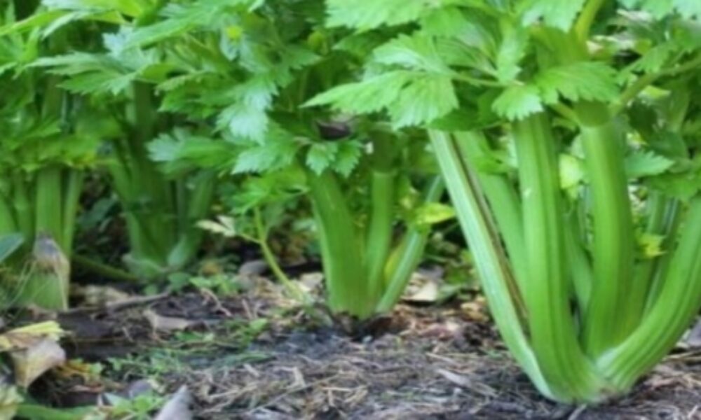 Je protirakovinotvorný, protizápalový a dokonca je aj dosť lacný: Skutočný poklad prírody na dosah ruky!