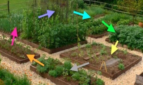 Každý rok sa teším na bohatšiu úrodu vďaka správnemu striedaniu plodín! Dodržte tieto pravidlá a úspech máte istý!