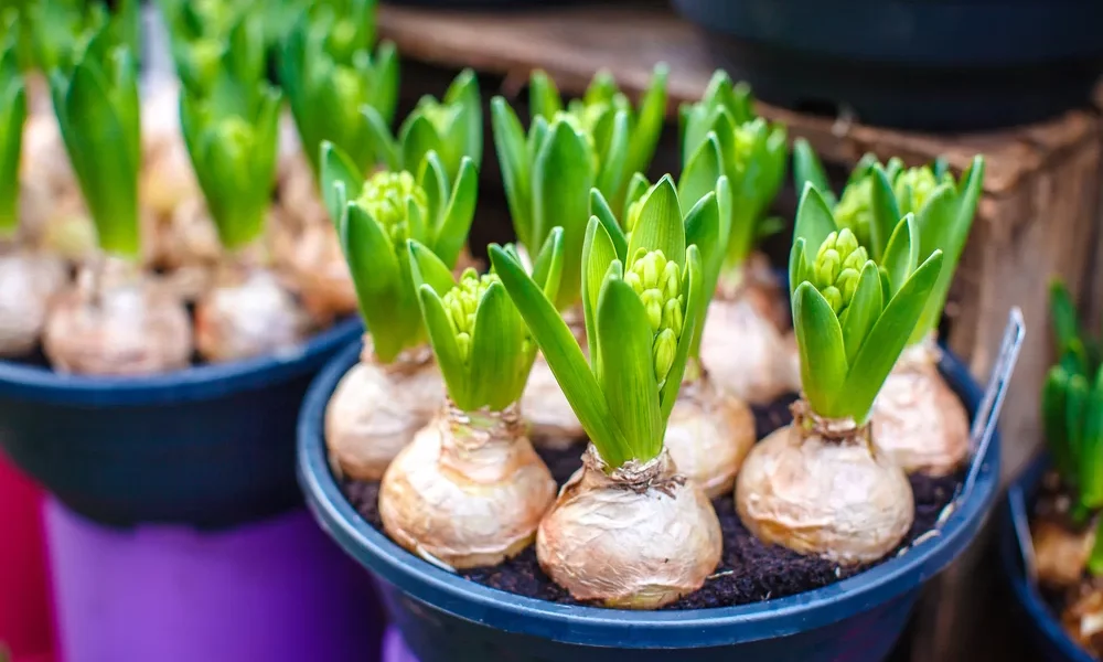 Jarné cibuľoviny – starostlivosť, presádzanie, škodcovia