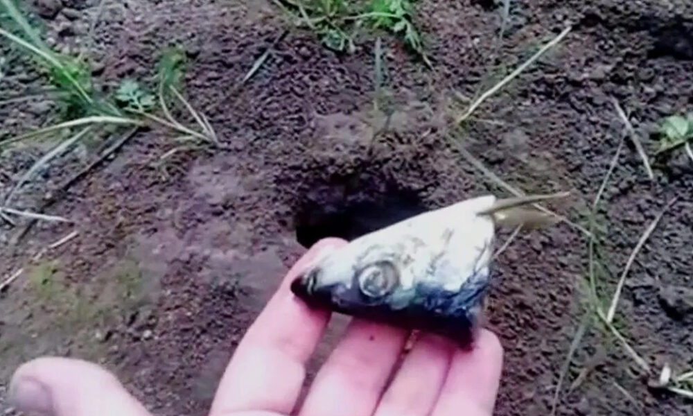 Účinný trik, ktorý udrží krtka mimo vašej záhrady! Táto metóda má však svoje háčiky a nie všetci majú na to žalúdok