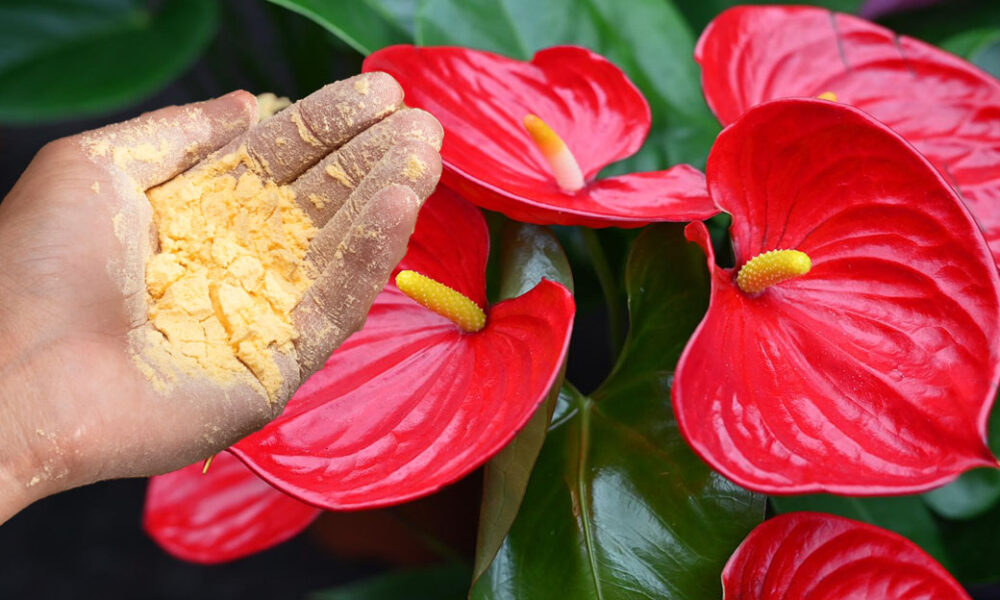 Moja antúria rastie ako z vody! Tajomstvo je v tomto lacnom hnojive, ktoré ma stojí pár drobných!