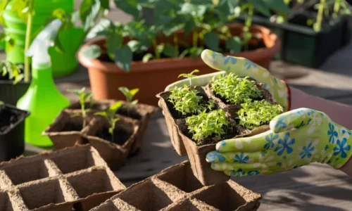 Predpestovanie zeleniny – kedy a s čím je vhodné začať?