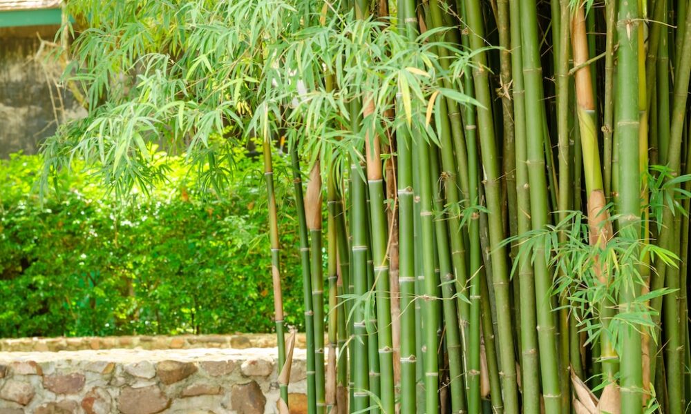 Ako pestovať bambus v našich podmienkach?
