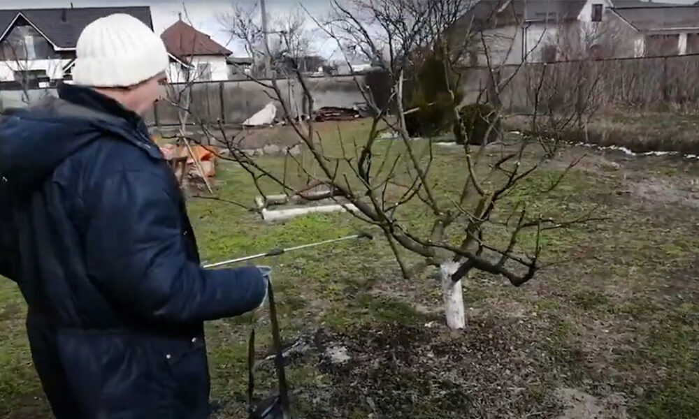 Dátum zimného postreku stromov a kríkov sa blíži. Ak nechcete ohroziť rastliny chorobami a škodcami, určite ho nevynechajte!