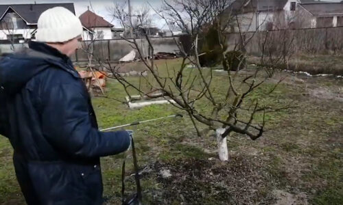 Dátum zimného postreku stromov a kríkov sa blíži. Ak nechcete ohroziť rastliny chorobami a škodcami, určite ho nevynechajte!