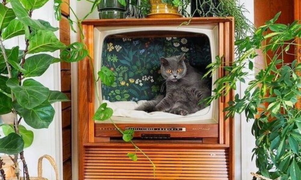 V súčasnosti absencia televízora alebo jeho odmietanie hovorí o vysokej kultúre a uvedomelosti človeka