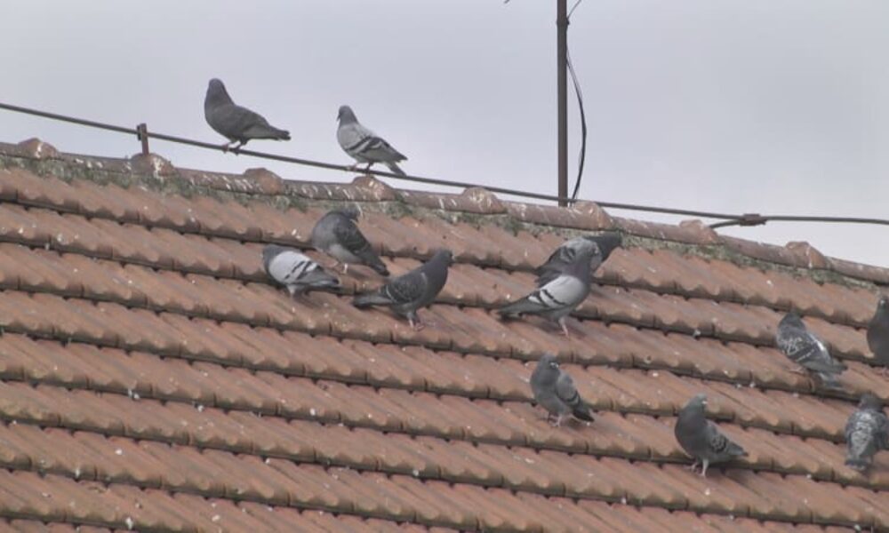 Vědci zkoumají chování holubů v Brně. Studie má doporučit, jak kontrolovat jejich populaci