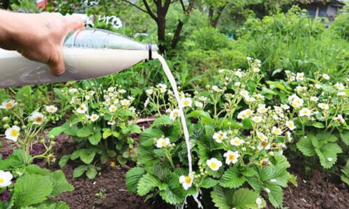 Čaká nás mnohonásobne VÄČŠIA úroda jahôd ako minulý rok. NEZABUDNITE však na jar urobiť tieto tri veci