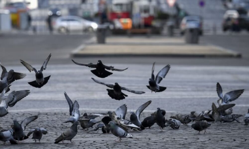 Holubi se nekontrolovaně množí. Mohou vážně ohrožovat zdraví, města hledají řešení