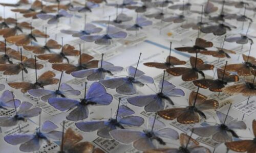 Vďaka podpore fpu sa východoslovenskému múzeu podarilo zakúpiť vzácnu entomologickú kolekciu motýľov
