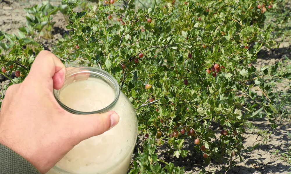 Ak chcete budúci rok debničky plné bobúľ, urobte v septembri toto: jednoduchý postup krôčik po krôčiku, koľko a kam hnojivo presne zapracovať