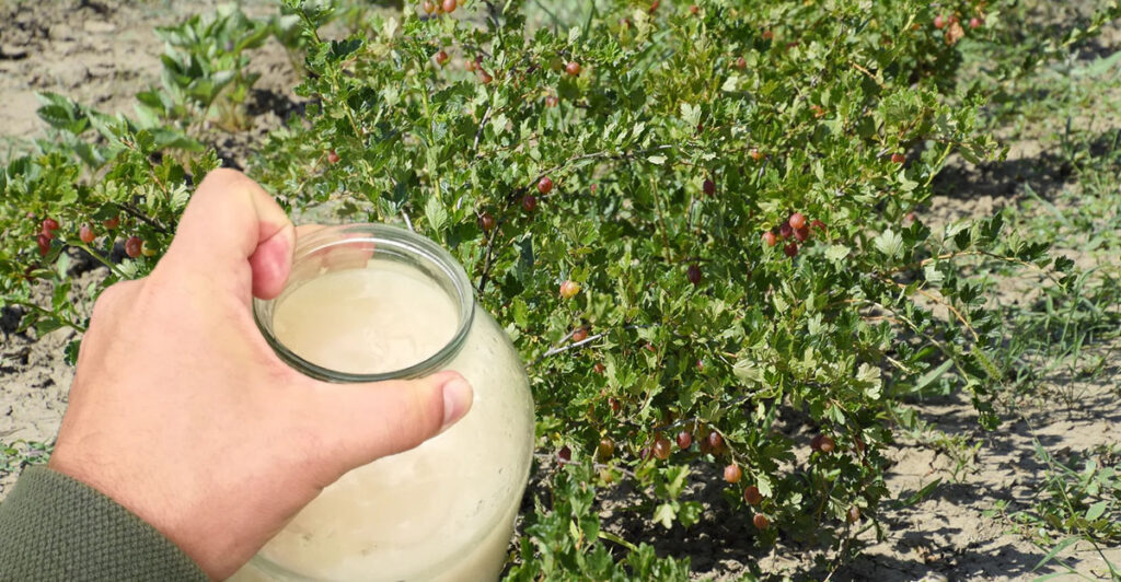 Ak chcete budúci rok debničky plné bobúľ, urobte v septembri : jednoduchý postup krôčik po krôčiku, koľko a kam hnojivo presne zapracovať