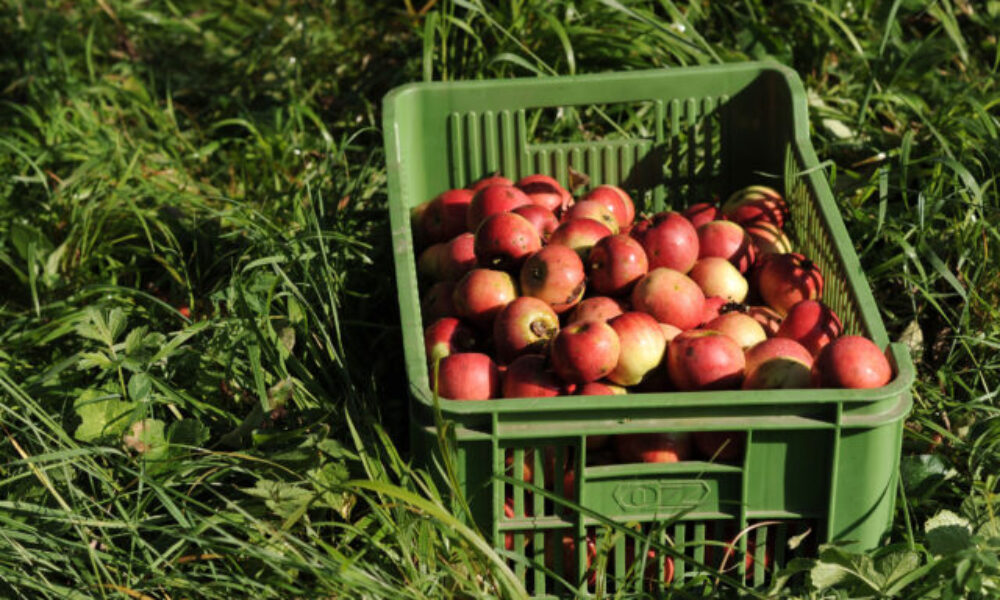 Jablkové hodovanie sa tento rok uskutoční v rekordných 18 mestách a obciach Bratislavského kraja