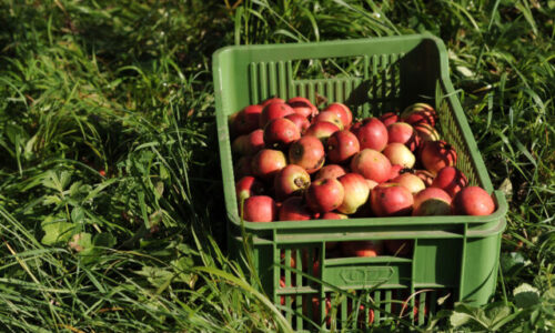 Jablkové hodovanie sa tento rok uskutoční v rekordných 18 mestách a obciach Bratislavského kraja