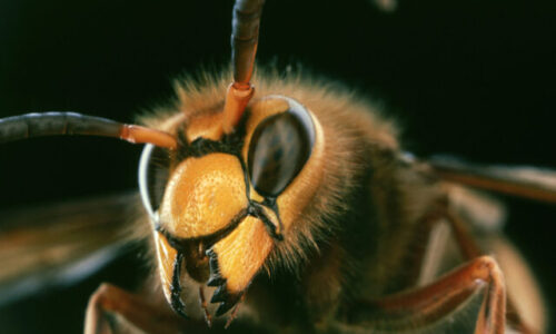 Sršne na jedinom mieste dobodali 8 ľudí, štyria skončili v nemocnici