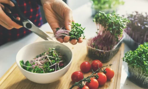 Ako pestovať mikrozeleninu a semienka?