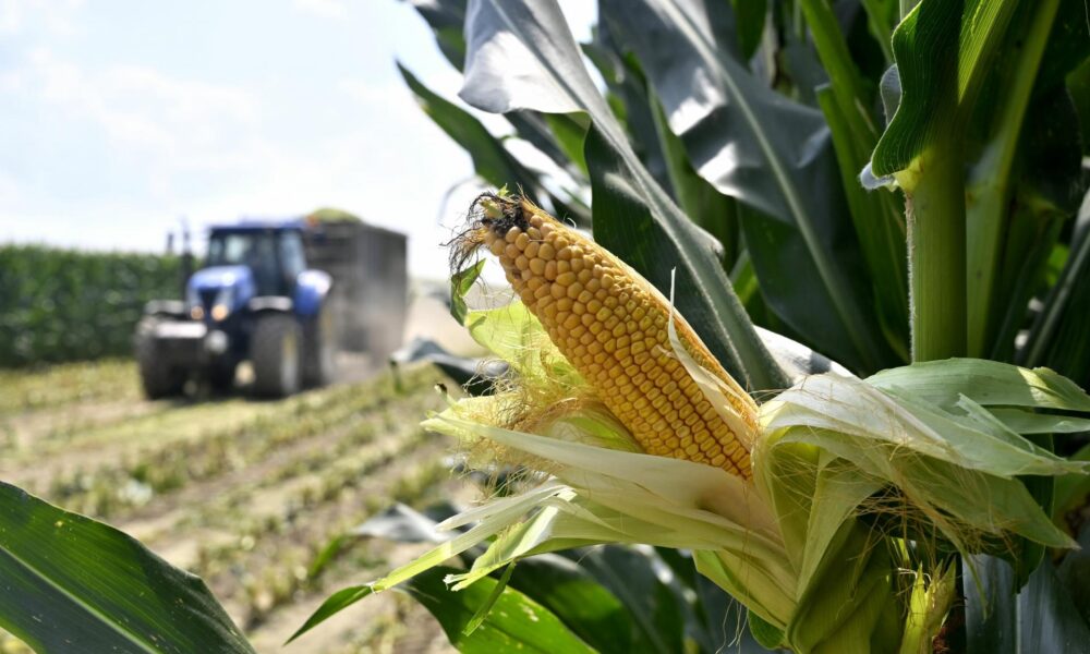 Úroda väčšiny jesenných plodín bude vyššia ako vlani. Rentabilita z hektára prevýši päťročný priemer