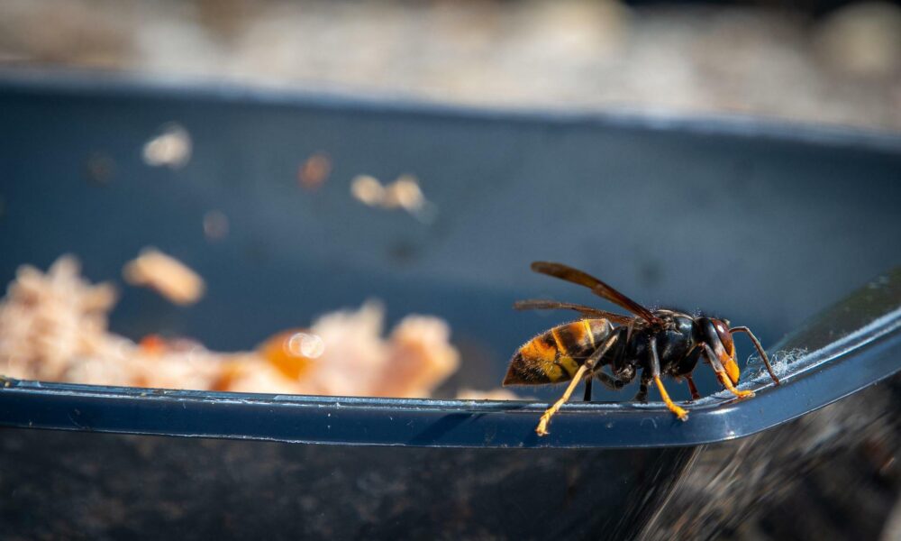 Včelári vo Francúzsku bojujú s rastúcou populáciou invazívneho sršňa ázijského. Snažia sa ničiť hniezda