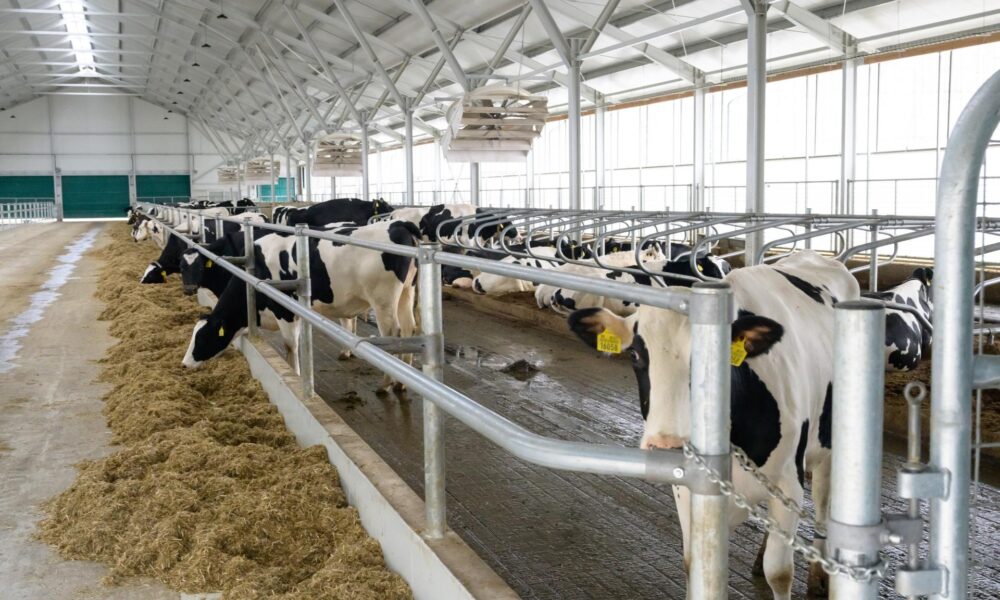 Ceny domácich mliečnych výrobkov nemôžu klesať ako v Európe. Najmä pre konsolidáciu, hodnotia mliekari