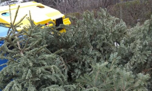 Zber vianočných stromčekov Zber vianočných stromčekov