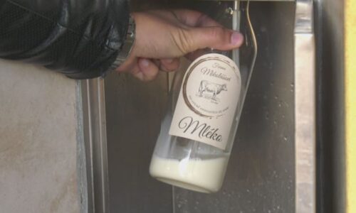 Ceny mléka prudce klesají, podniky počítají milionové ztráty. Zlevňují i další produkty