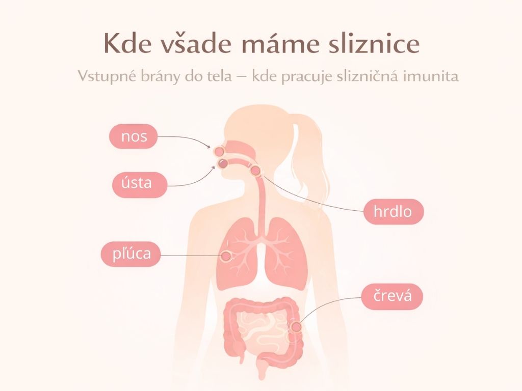 Slizničná imunita: kde sa v skutočnosti rozhoduje o našej odolnosti