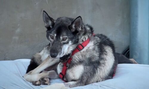 Psí hospic jako domov pro staré mazlíčky: Lidé se jich zbavují stále víc, varují provozovatelé