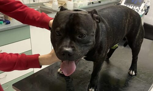 Vánoční zázrak: Stafbulík Back daroval krev a zachránil život australské kelpii