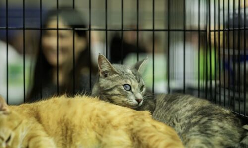 Zachraňují ty, na něž se zapomíná: Podpořit kočičí útulky můžete v novém roce i vy