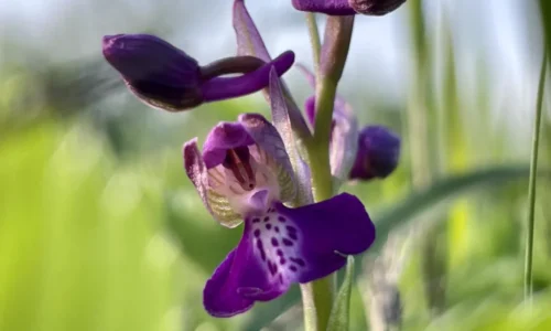 Kozy obnovujú biotopy orchideí