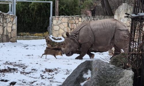 David versus Goliáš: Malý muntžak se v zoo rozběhl proti nosorožci. Záběry baví internet
