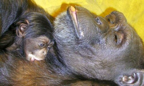 Uhynula geniální šimpanzice. Uměla latinku, čínské znaky a znala i čísla