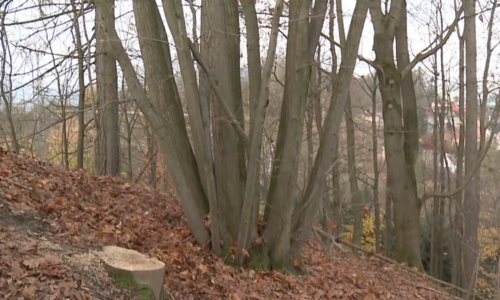 Přežila svou zkázu, 60 let nepozorovaně obrůstala. Police nad Metují se pyšní unikátní lípou