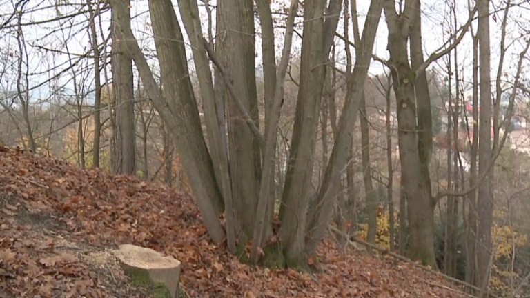 Přežila svou zkázu, 60 let nepozorovaně obrůstala. police nad metují se pyšní unikátní lípou