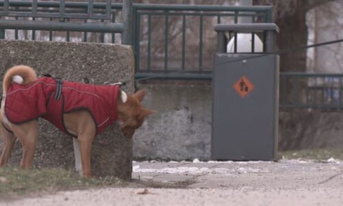 Obce zvyšují poplatky za psy. O kolik si připlatíte, když bydlíte v domě nebo bytě?