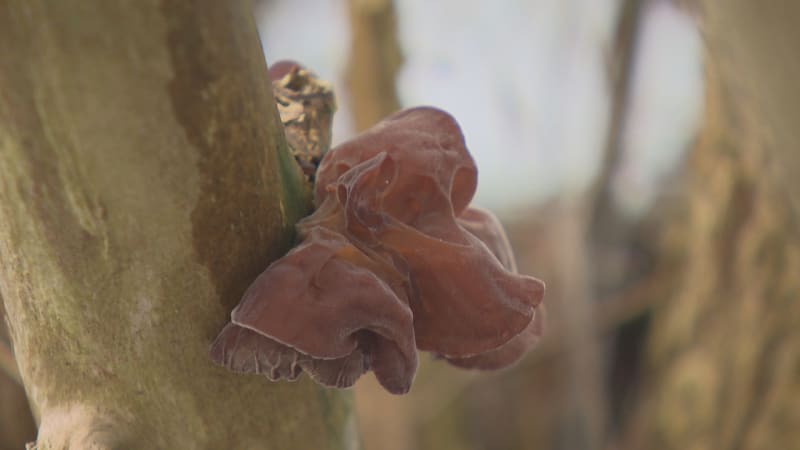 V lese najdete jedlé houby i během mrazů. Které jsou typické pro zimu?