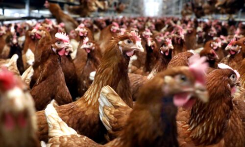 „Je to úplne mimo kontroly“. Vedci tento rok varujú pred pandémiou vtáčej chrípky u ľudstva