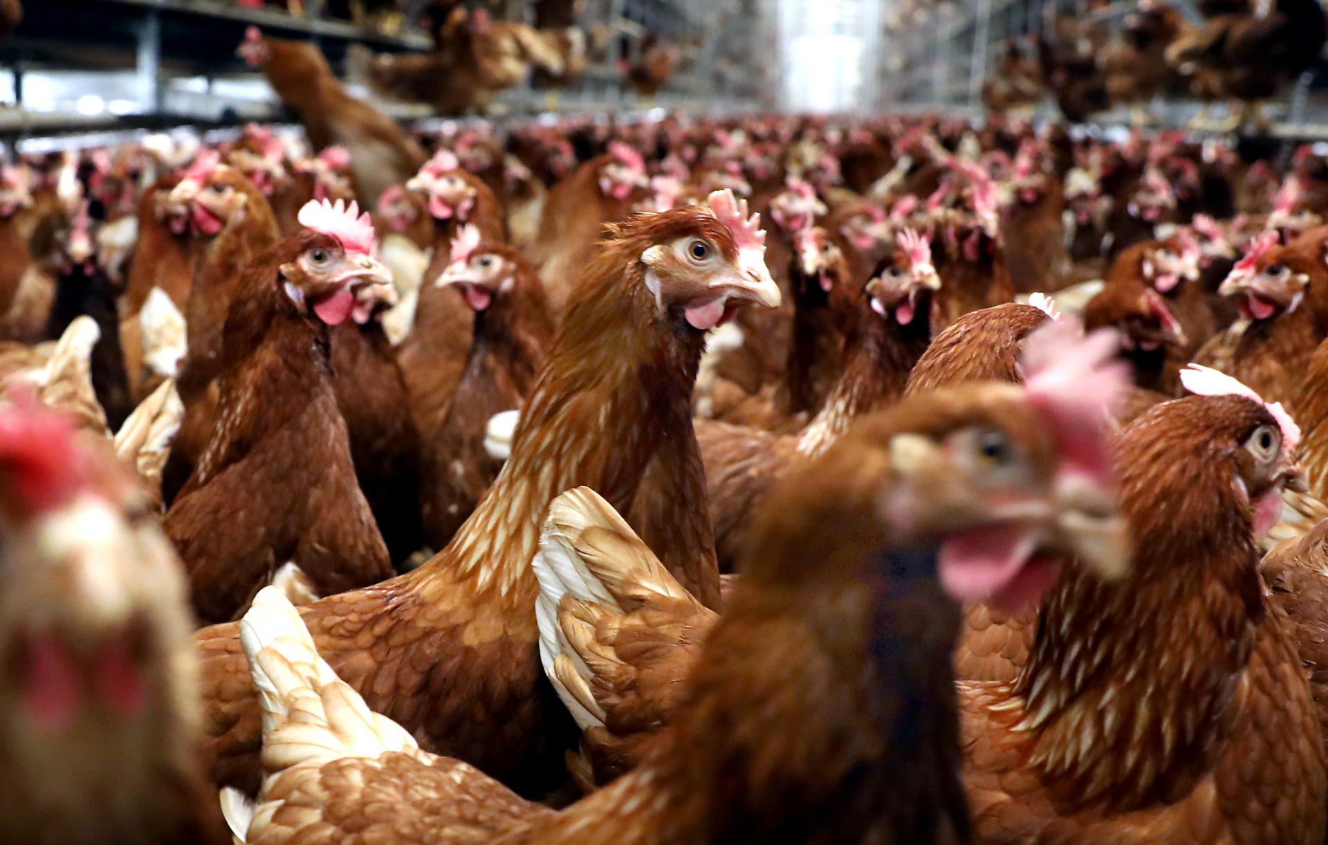 „Je to úplne mimo kontroly“. Vedci tento rok varujú pred pandémiou vtáčej chrípky u ľudstva