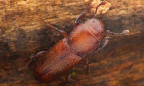 Velmi vzácný a drobný: Co víme o brouku, který se může stát součástí politického sporu v Česku?