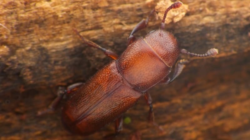 Velmi vzácný a drobný: Co víme o brouku, který se může stát součástí politického sporu v Česku?