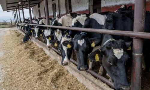 Na Slovensku pôsobí približne 300 podnikov, ktoré dodávajú surové kravské mlieko na trh