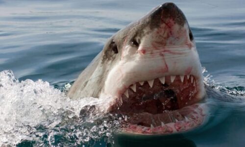 Hrůza a nelidský křik v karibském ráji. Žralok ukousl ženě ruku, snaha o záchranu byla marná