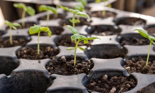 Nemusíte čakať do jari. Tieto tri druhy zeleniny si môžete predpestovať v byte už koncom januára