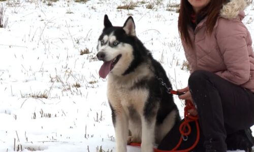 Šťastný konec případu týraného psa z Přimdy: Živořil v mrazech na řetězu, už má nové majitele