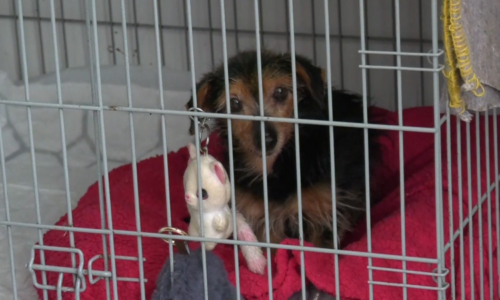 Majitel si z něj udělal živý terč. Týraný pejsek Cyril teď hledá nový domov