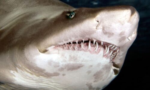 Žraloci terorizují Austrálii. Za posledních 48 hodin došlo ke čtyřem útokům, napadli i dítě