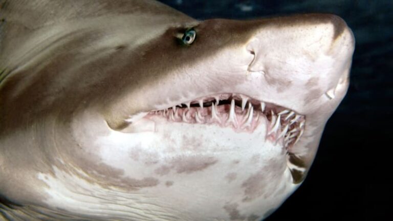 Žraloci terorizují austrálii. za posledních 48 hodin došlo ke čtyřem útokům, napadli i dítě