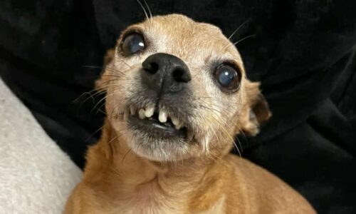 Záchrana starého psa z množírny: Jahůdčin život začal až v azylu